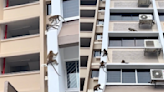 Five monkeys spotted descending Jalan Besar HDB block in viral video