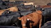 Bird flu not a problem for beef cattle, producers say