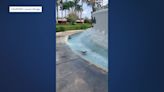 'Are you having a good day?': Palm Beach Gardens woman spots baby gator lounging in fountain
