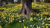 Track flowers blooming in New York with new interactive map