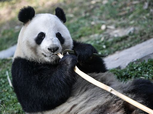 國際｜芬蘭動物園財困 兩頭大熊貓提早歸還中國