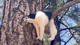 Cat Stuck in Strange Position in Tree at Grand Canyon National Park Reunited with Owner