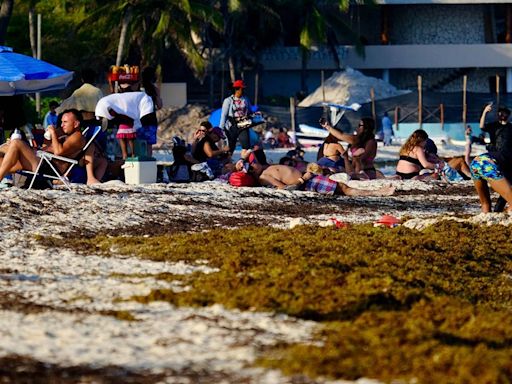 Sargazo en Caribe por contaminación de nutrientes y calentamiento de mares