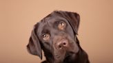 Senior Labrador’s Argument for Stealing Humans’ Crocs Is Totally Justified