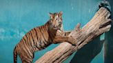 Nace un quinto tigre de Bengala en el Zoológico de La Habana