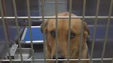 CODE RED: Memphis Animal Services in urgent need of fosters and adopters