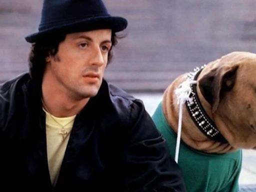 La historia de Butkus, el perro de “Rocky” que Sylvester Stallone tuvo que vender agobiado por la pobreza