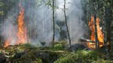 Hitachi Energy crea tecnología que busca prevenir incendios forestales