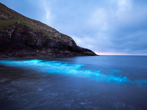 Bioluminescent plankton lights up beach in amazing photos