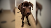 ‘Still a loving, happy dog’: Humane Society in Wisconsin rescues extremely malnourished Chocolate Lab