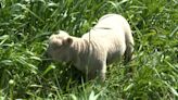 Why some wooly friends are grazing the island across from Bay Beach Amusement Park