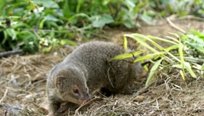 用錯生物防治引進外來種貓鼬 日本耗時近25年根除