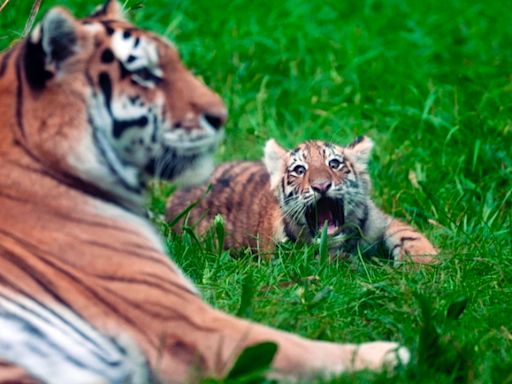 夭折率25%！西伯利亞虎2幼崽蹦跳藏隱憂 美動物園戰戰兢兢