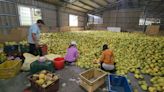 花蓮瑞穗文旦柚產量過剩 滯銷900噸果農醞釀棄種