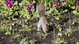 Stop pesky squirrels from digging up plants in garden using clever 2p trick