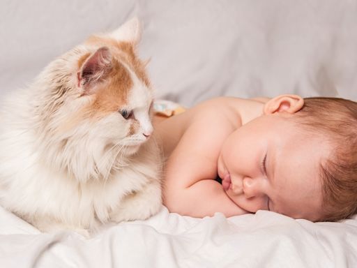 Woman Runs Experiments to Debunk Old Wives' Tale About Cats and Babies