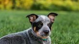 What Kind of Dog Is Bluey? A Guide to the Animated Australian Cattle Dog