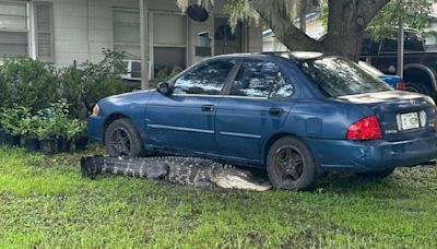 Gator spotted in Polk County woman's front yard