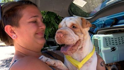 More than a dozen dogs in need of homes after Rio Rico hoarding situation