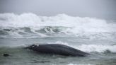 GOP hypocrisy: 'Desire' to follow science falls flat on real whale protections | Opinion