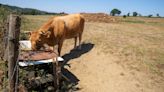 Agricultura anuncia que proporcionará agua a demanda a los ganaderos más afectados por la sequía