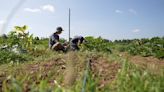 New study seeks to help traditional farms transition to organic