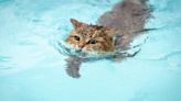 UK Cat Takes up Aqua Aerobics To Shed Extra Weight