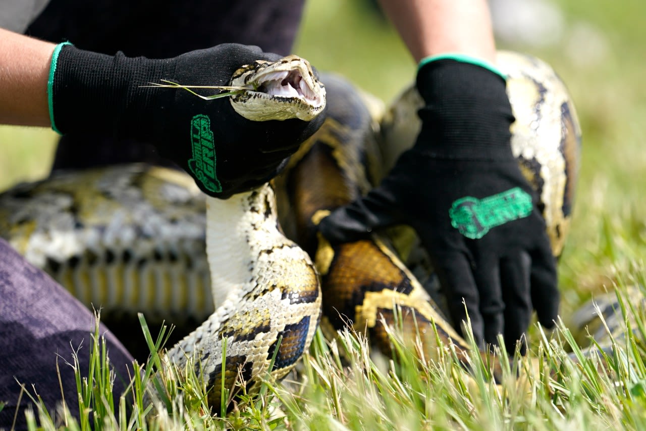 Snake hunters will wrangle invasive Burmese pythons in Everglades during Florida’s 10-day challenge