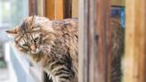 Feline Physics: Cats who fall from windows have a surprisingly high survival rate