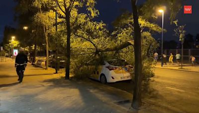 El episodio de viento de este lunes dejó intervenciones por caída de ramas y toldos en Leganés, Getafe o Pinto
