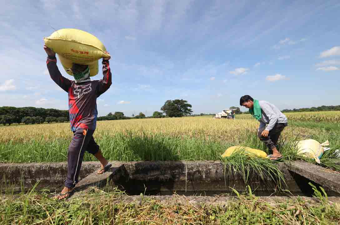 Agricultural output seen flat in Q1 as El Niño bites - BusinessWorld Online