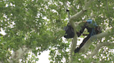 Tree-climbing championship held in Owen Park