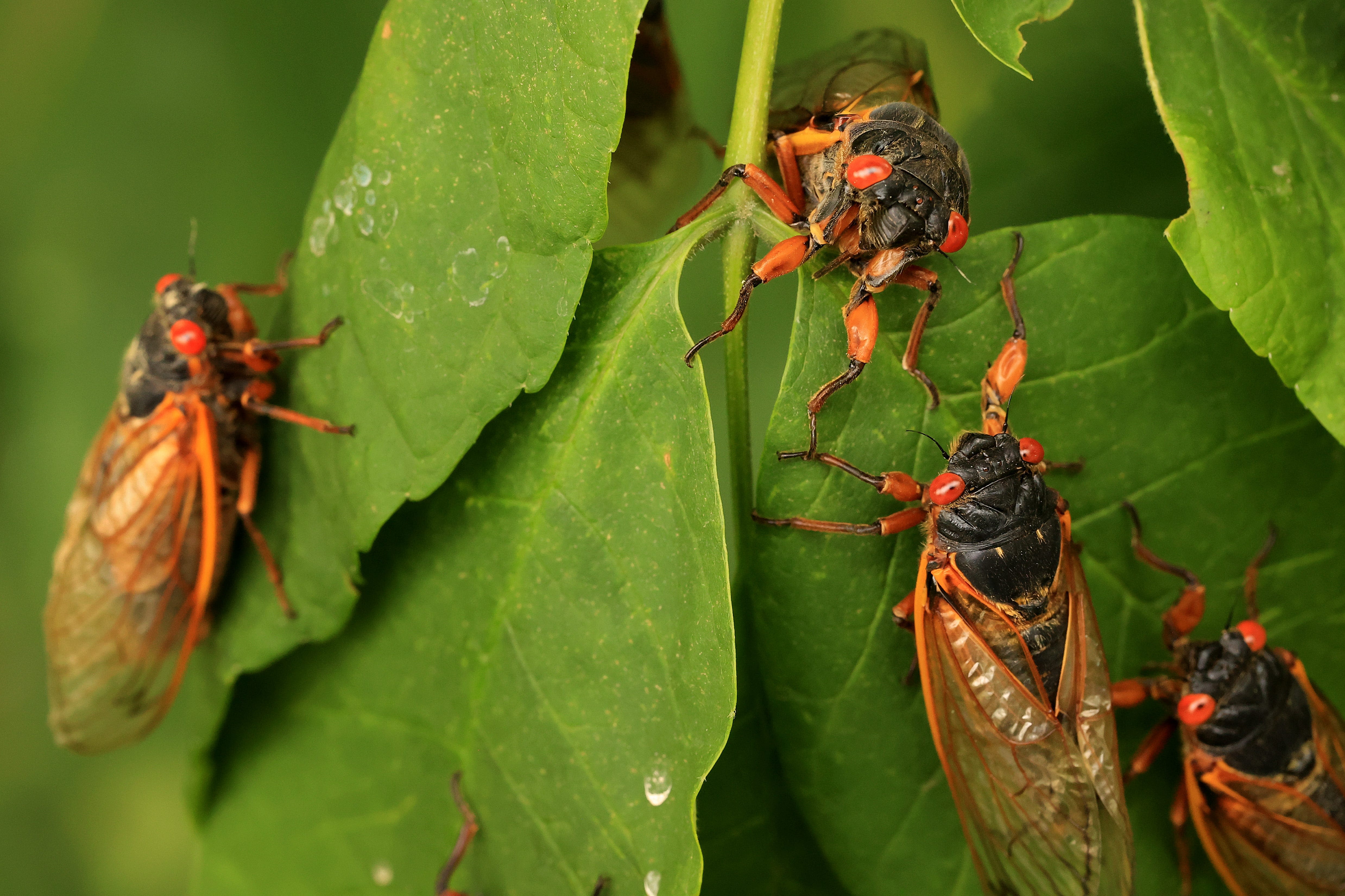 Cicadas 2024: This year's broods will make for rare event not seen in over 200 years