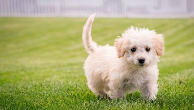 ¿A dónde van los perros cuando mueren?