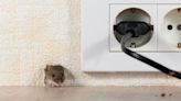 7 places mice like to hide and what to look out for
