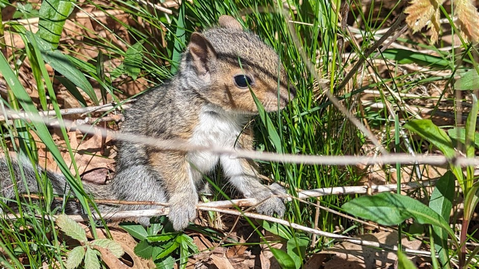 Squirrel trapped in wall at CBS13 for 24 hours rescued and released