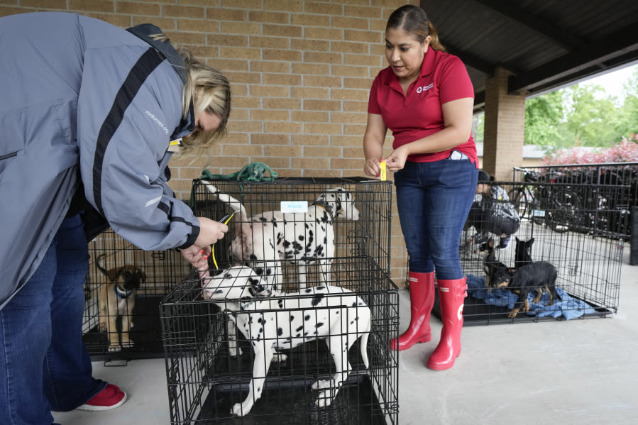 New rules cover dogs entering United States