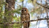 Bureau of Land Management cannot harvest spotted owl habitat for fire resiliency plan, Oregon judge says