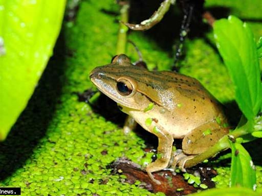 外來蛙類入侵 台灣生態系統面臨嚴重威脅