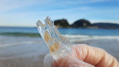 ¿Qué son las salpas? La plaga que ha invadido las playas del Cantábrico