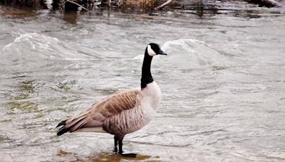 The Boise River is rising. But will it flood again this spring? Here’s what to expect