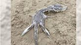 英國海灘驚見「尼斯湖水怪寶寶」？ 專家揭殘酷真相