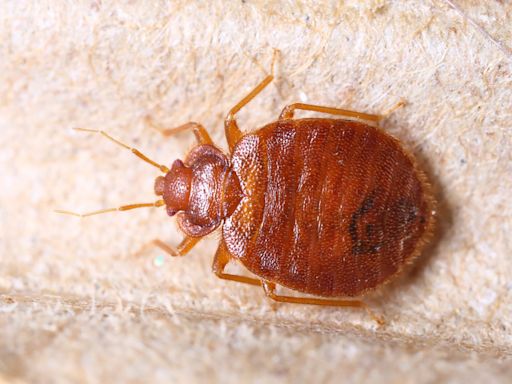 Bed bug season is here; here's how to avoid unwanted bloodsucking houseguests this summer