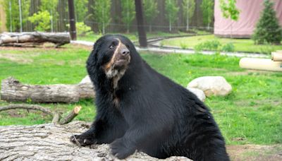 Bear's move into new home marks completion of $6.2 million project at the Potawatomi Zoo