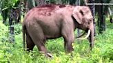 Bornean elephants endangered due to human activity, wildlife experts say