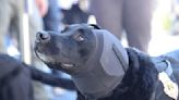 總統大選維安「軟硬兼備」 偵爆犬配備美軍規格抗噪耳罩