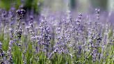 How to Harvest Lavender to Retain Its Fragrance, Flavor, and Color