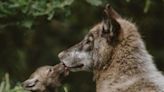 Wolves Found Outside of Enclosure at Greater Vancouver Zoo, Officials Suspect 'Malicious Intent'