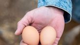 So you want to raise chickens for the ‘free’ eggs? Read this cautionary tale