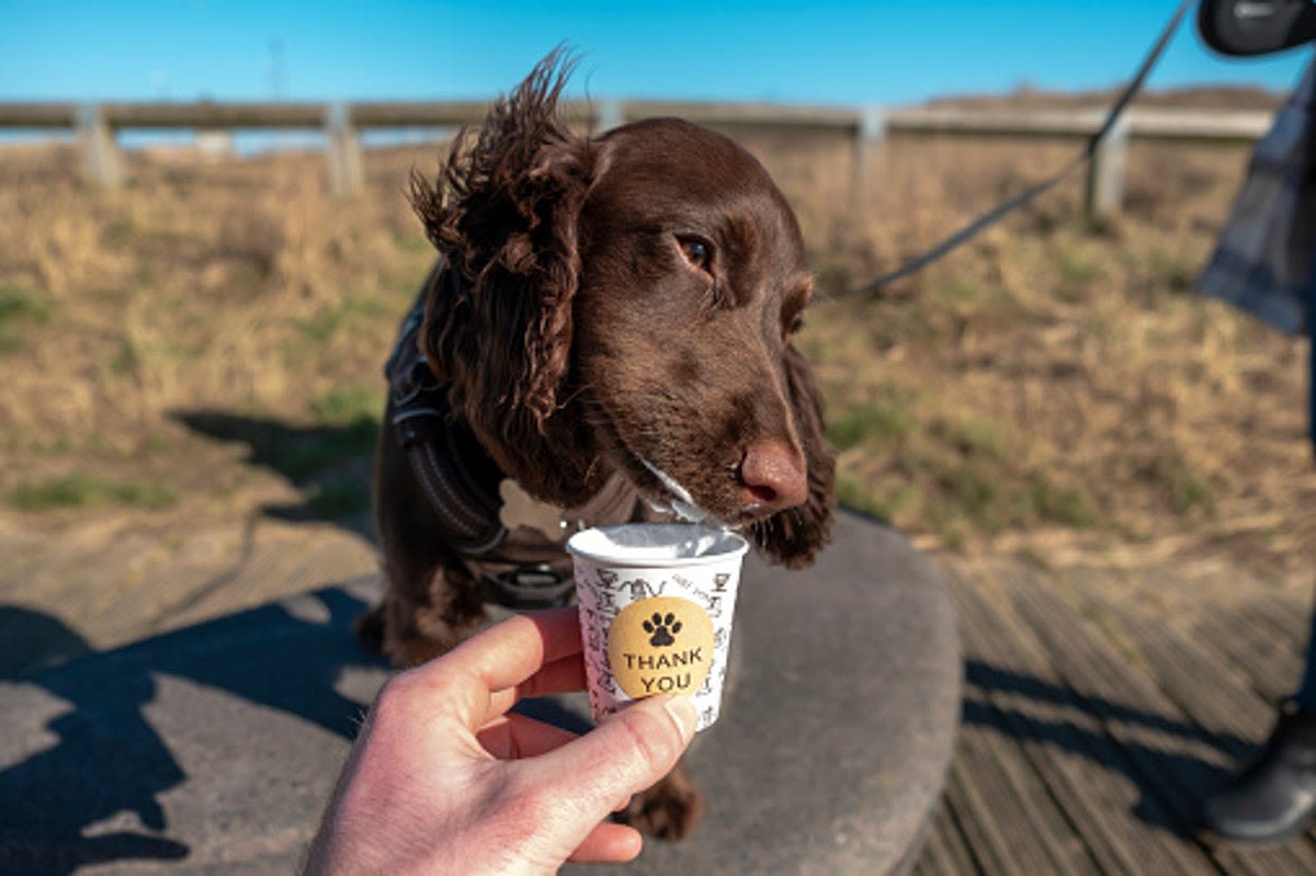 Mother explains why she ordered Starbucks pup cup for daughter